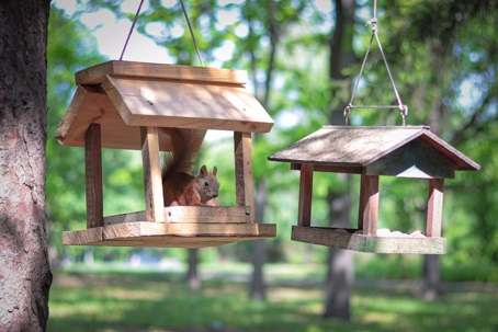 Two wooden birdhouses hang in a forest setting, a squirrel sits inside one of them.