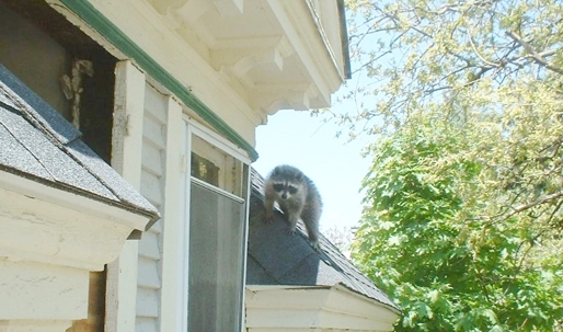 A raccoon stands on a roof beneath a window, likely the subject of the article "What's Living In My Walls?".