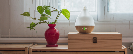 plan in a vase and air humidifier