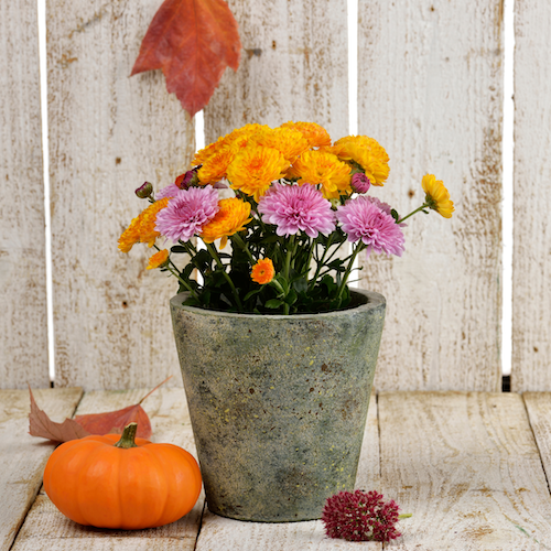 A small pot with multiple colors of mum flowers with a small pumpkin sitting at the foot of the pot.