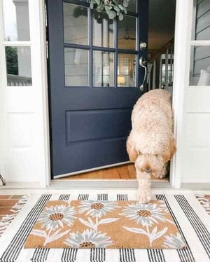 A goldendoodle walking out of a navy blue door with a window on the top half of the door with a door mat with white daisy flowers on it and a striped mat underneath. 
