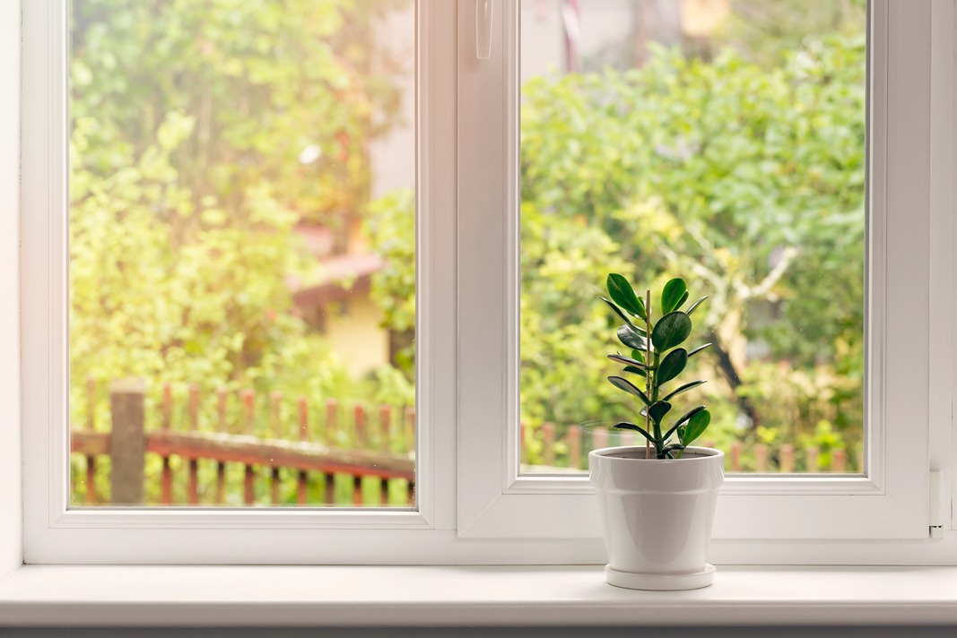 window-with-plant-1