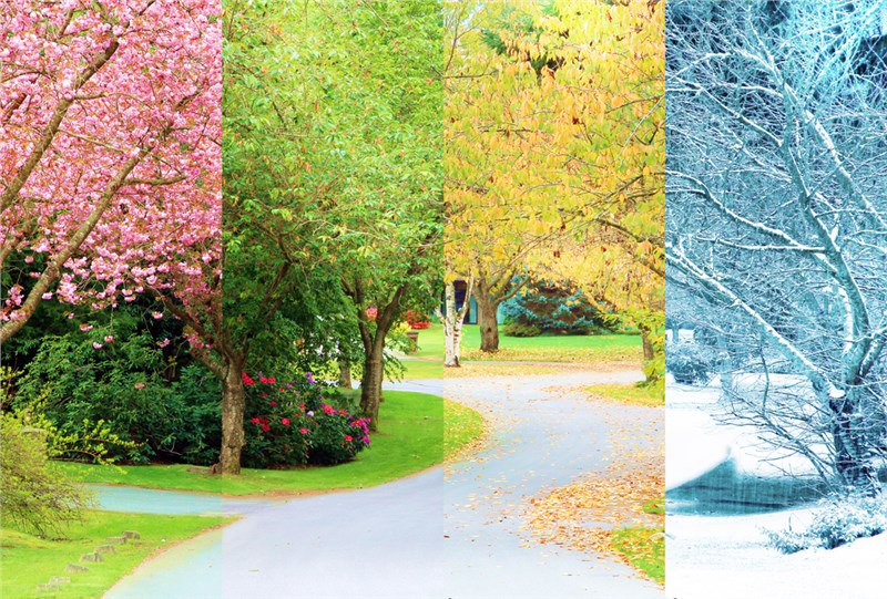 A scenery with a path and tree segmented four ways to show Spring, Summer, Fall, and Winter.