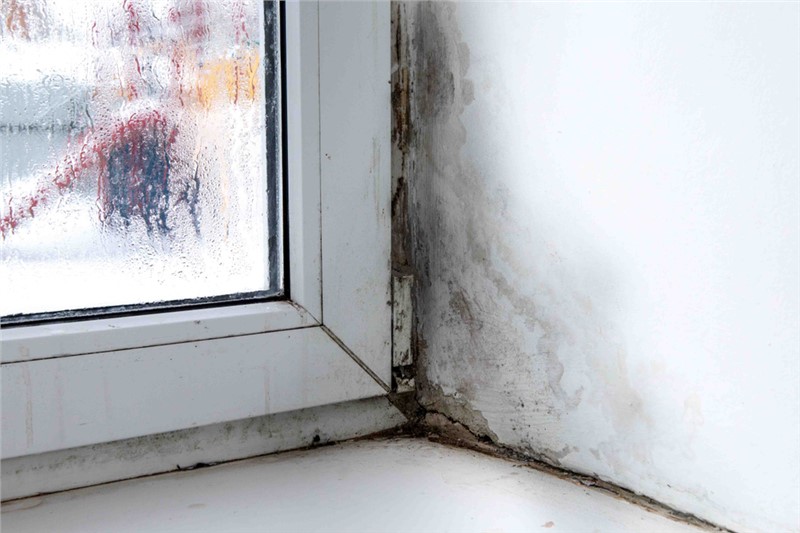 How to Prevent Mold Growth on Window Sills