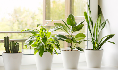Will Low-E Windows Affect The Growth Of My House Plants?